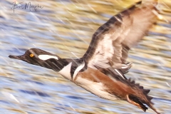 More Florida Birds