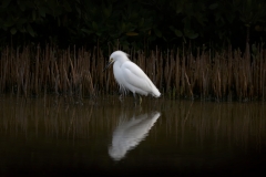 5D3_4848-e5Print-11x17