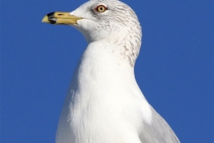 717A0080